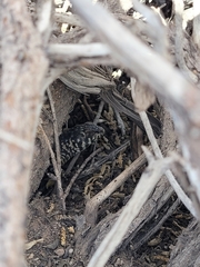 Liolaemus nigroviridis