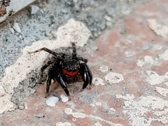Euophrys nigripalpis