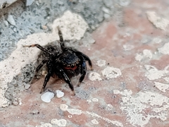 Euophrys nigripalpis