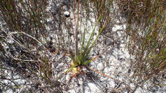 Babiana ringens australis