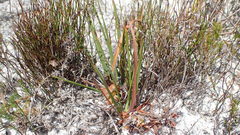 Babiana ringens australis