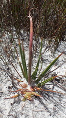 Babiana ringens australis