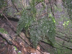 Vandenboschia speciosa