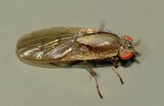 Allophylopsis fulva
