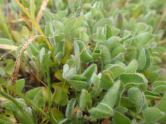 Falkia repens