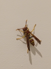 Polistes crinitus