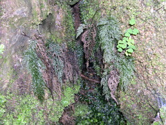 Vandenboschia speciosa