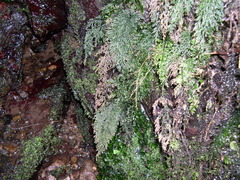 Vandenboschia speciosa