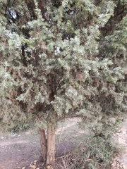 Juniperus oxycedrus subsp. badia image