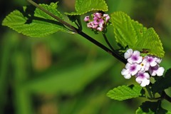 Lantana fucata