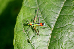 Paramastax rosenbergi