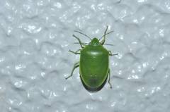 Glaucias subpunctatus