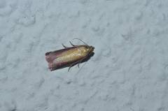 Oncocera semirubella