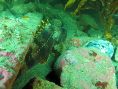 Helicolenus percoides