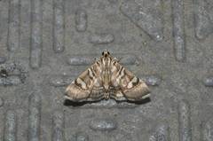 Chabula telphusalis