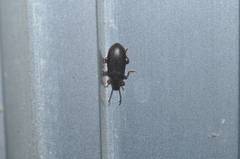 Luprops orientalis