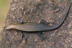 Eutropis madaraszi