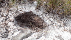 Hystrix africaeaustralis