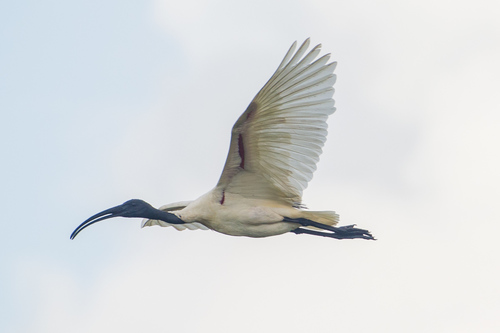 Ibis à tête noire