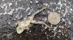 Scinax tsachila