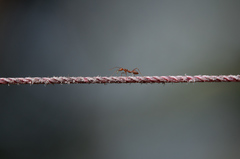 Oecophylla smaragdina
