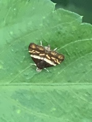 Choreutis xanthogramma