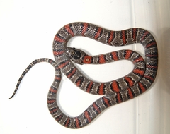 Lampropeltis mexicana