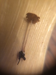 Agaricales