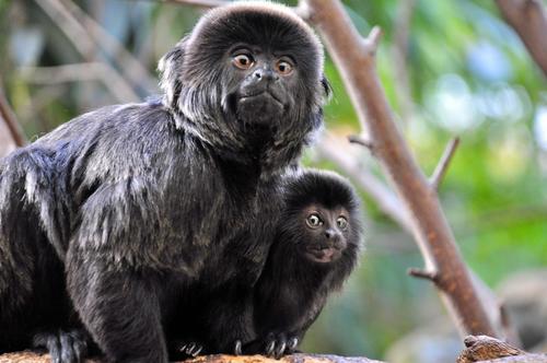 Goeldi's Marmoset (Callimico goeldii) · iNaturalist