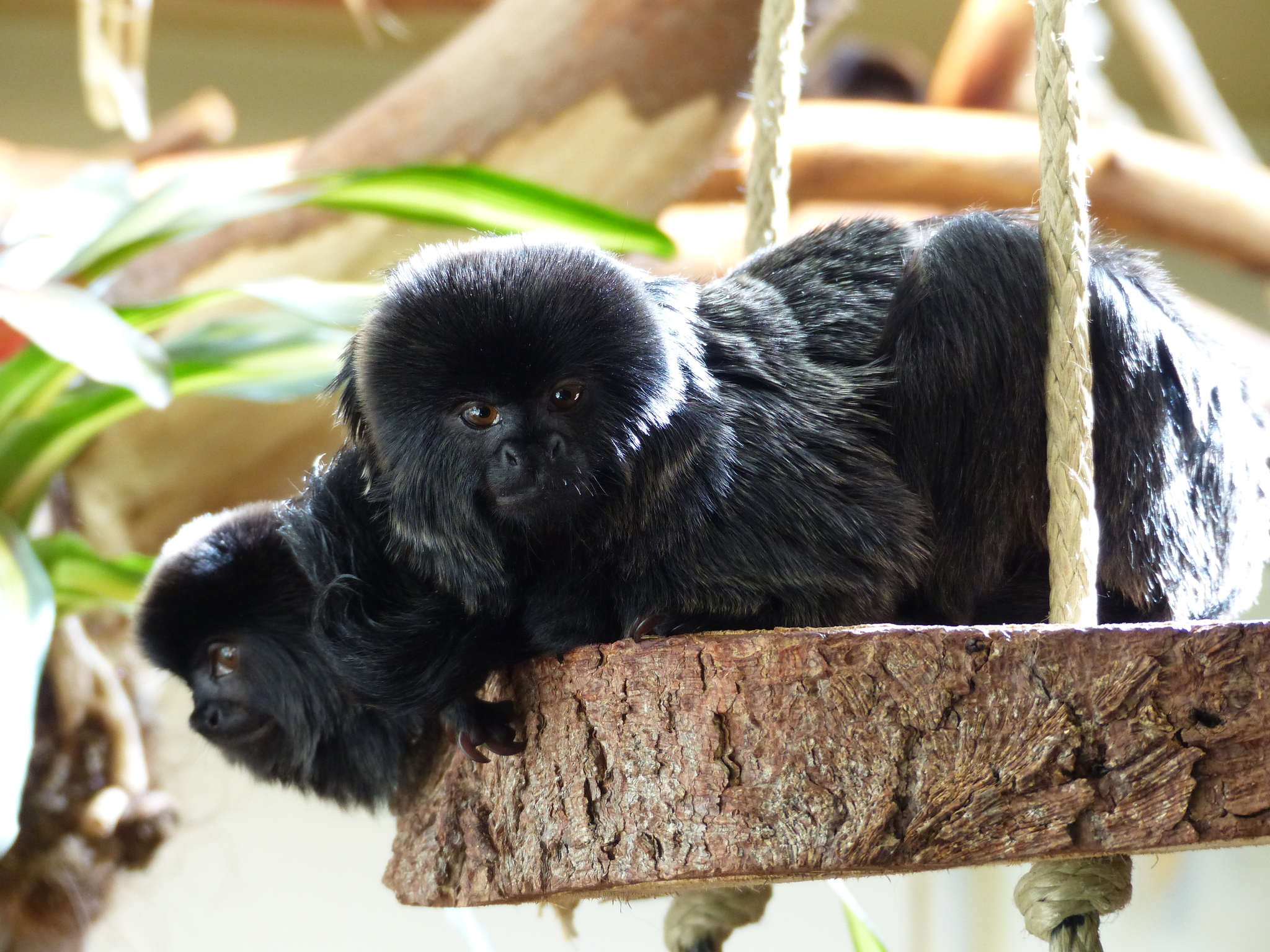 Goeldi's Marmoset (Callimico goeldii) · iNaturalist