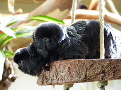 Goeldi's Marmoset photo 3