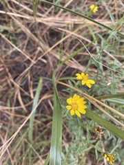 Heterotheca polothrix