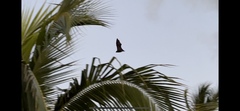 Pteropus niger
