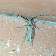 Pseudophaula strigulata