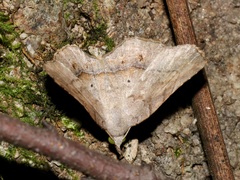 Pangrapta curtalis