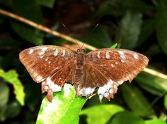 Tanaecia whiteheadi