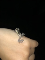 Osteocephalus mimeticus