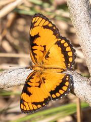 Byblia anvatara