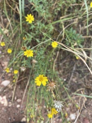 Heterotheca polothrix