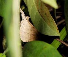 Oxyodes scrobiculata
