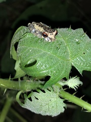 Osteocephalus mimeticus