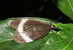 Pidorus atratus