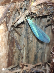 Nineta pallida