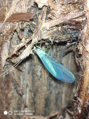 Nineta pallida