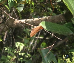 Charaxes bernardus