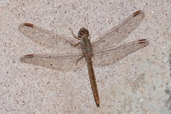 Crocothemis divisa