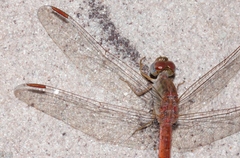 Crocothemis divisa