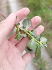 Hypolimnas misippus