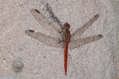 Crocothemis divisa