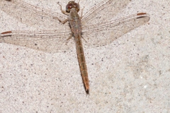 Crocothemis divisa